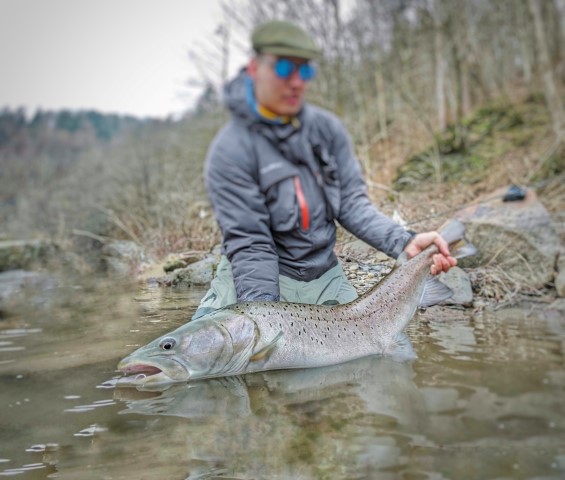 Sa hucho Danube salmon.